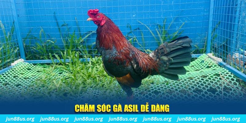 Giống Gà Asil Mạnh Mẽ và Đặc Sắc Tại Jun88 – Khám Phá Ngay 6 Chăm sóc gà Asil dễ dàng