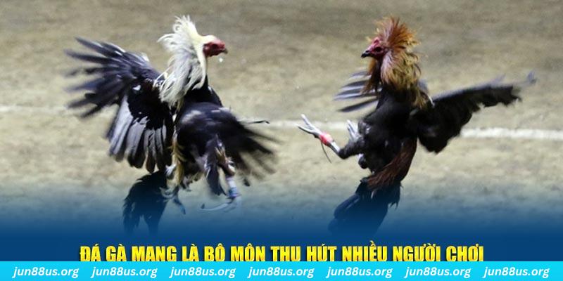 Đá Gà Mạng Jun88: Trải Nghiệm Chơi Đá Gà Trực Tuyến Hấp Dẫn 4 Đá gà mạng là bộ môn thu hút nhiều người chơi