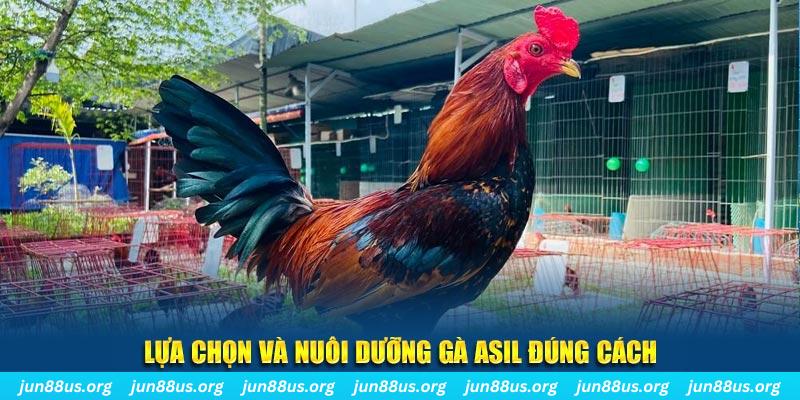 Giống Gà Asil Mạnh Mẽ và Đặc Sắc Tại Jun88 – Khám Phá Ngay 8 Lựa chọn và nuôi dưỡng gà Asil đúng cách
