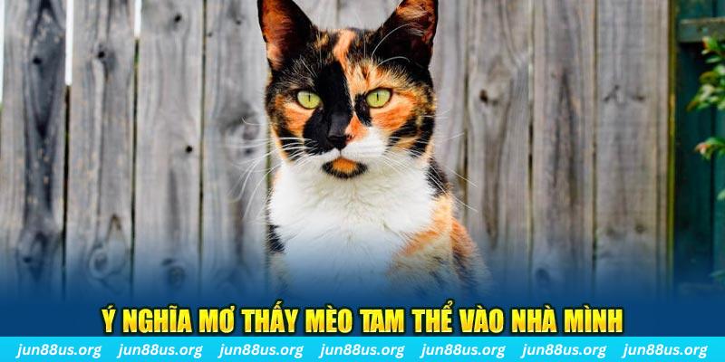 Giải Mã Mơ Thấy Mèo Tam Thể - Mối Liên Hệ Với Các Con Số 5 Ý nghĩa mơ thấy mèo tam thể vào nhà mình