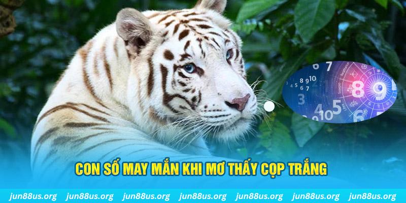 Mơ Thấy Cọp Trắng Xuất Hiện? Khám Phá Ý Nghĩa Với Jun88 8 Con số may mắn khi mơ thấy cọp trắng