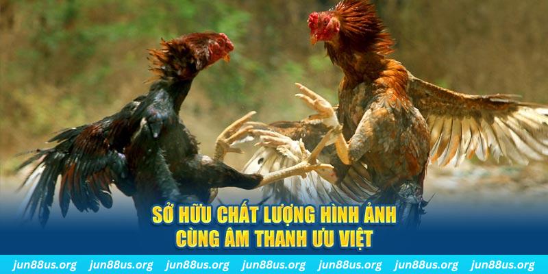 Đá Gà Campuchia - Trải Nghiệm Phút Giây Nghẹt Thở Tại Jun88 7 Sở hữu chất lượng hình ảnh cùng âm thanh ưu việt