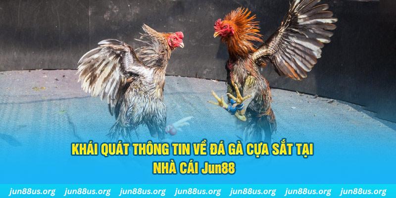 Đá Gà Cựa Sắt - Khám Phá Những Trận Tranh Tài Kịch Tính 5 Khái quát thông tin về đá gà cựa sắt tại nhà cái Jun88