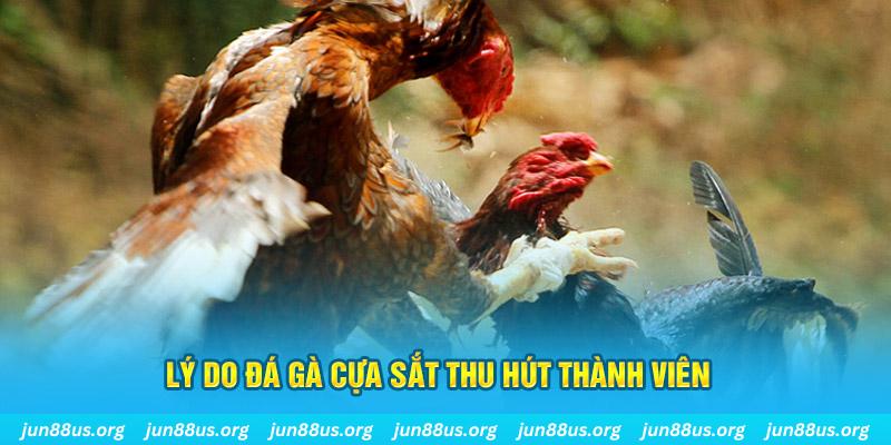 Đá Gà Cựa Sắt - Khám Phá Những Trận Tranh Tài Kịch Tính 6 Lý do thể loại này thu hút được nhiều thành viên tham gia