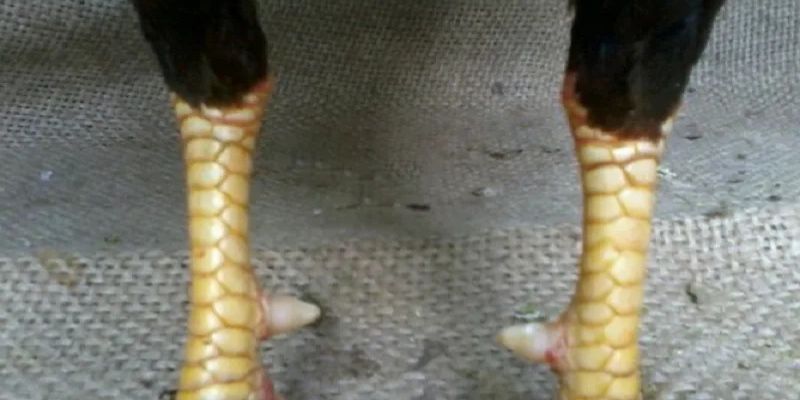 5 Cách xem vảy gà quý qua ngón và cổ chân