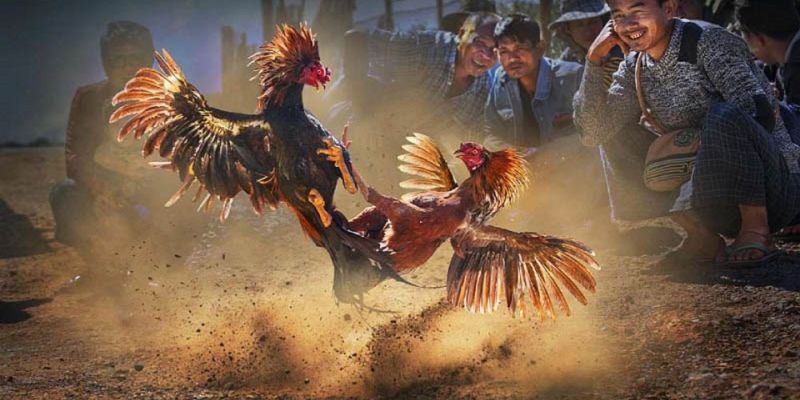 Đá Gà C3 Hôm Nay – Trực Tiếp Full Trận Đỉnh Cao Tại Jun88 6 Đá gà C3 tại trường Sv388 luôn có những cú đá đẹp mắt nhất