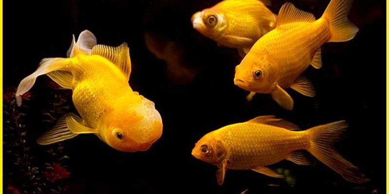 Chiêm bao thấy bắt được cá bằng tay – Tự lực thành công, đánh 47 hoặc 78