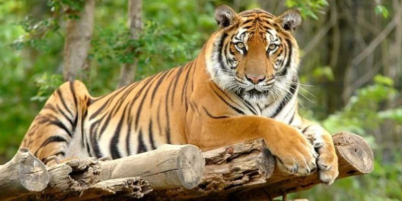 Mơ Thấy Hổ Vàng – Giải Mã Vận Cát, Tài Lộc Cùng Jun88 4 Giấc mơ thấy hổ vàng phản ánh năng lượng thịnh vượng và quyền uy.